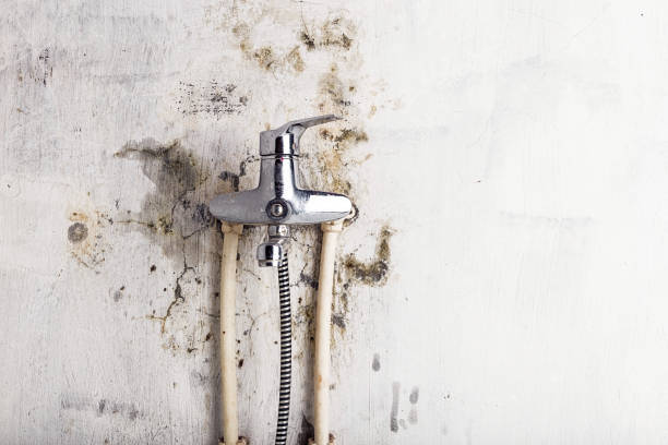 Best Fast Mold Removal  in Monona, IA