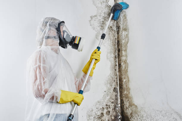 Best Black Mold Removal  in Monona, IA