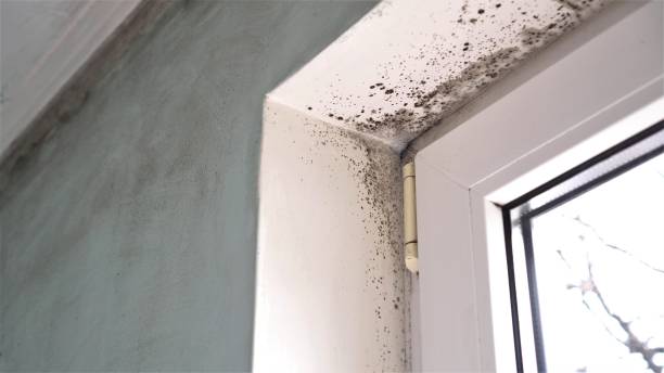 Attic Mold Removal in Monona, IA