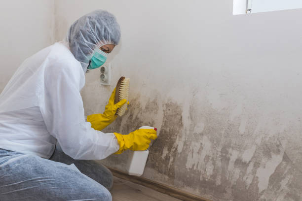 Mold Removal and Inspection in Monona, IA