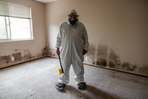 Best Mold Damage Repair  in Monona, IA