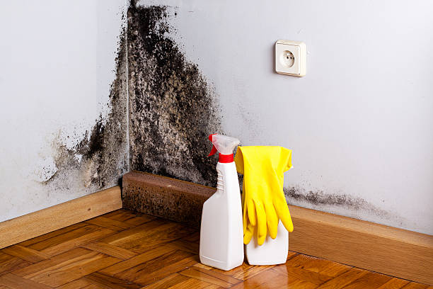 Best Mold Remediation Services  in Monona, IA